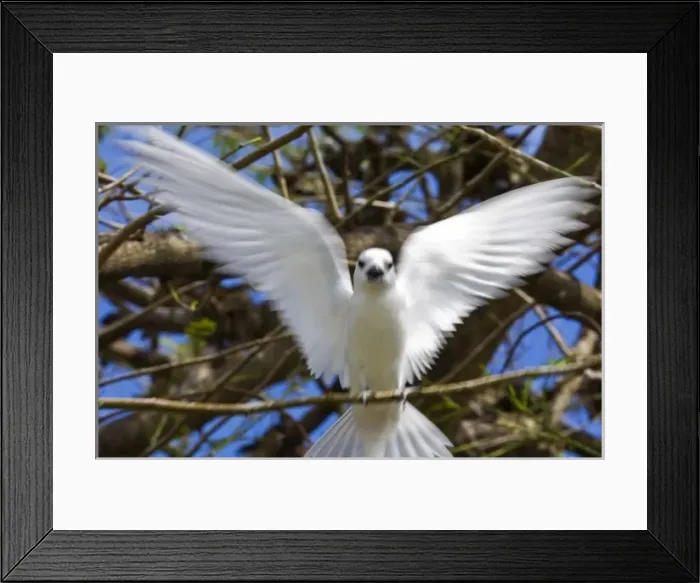 Framed Print : Fairy Turn birds in trees Framed Print : Fairy Turn birds in trees