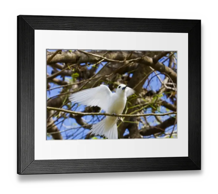 Framed Print : Fairy Turn bird in trees Framed Print : Fairy Turn bird in trees