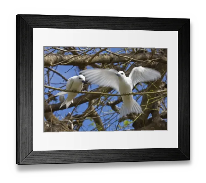 Framed Print : Fairy Turn birds in trees Framed Print : Fairy Turn birds in trees
