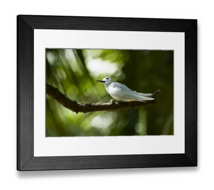 Framed Print : Fairy Turns on Fregate Island