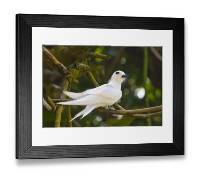 Framed Print : Fairy Turn on Fregate Island Framed Print : Fairy Turn on Fregate Island