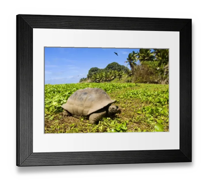 Framed Print : Africa, Seychelles Framed Print : Africa, Seychelles