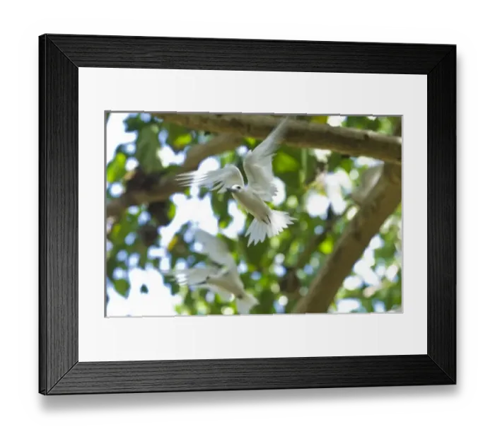 Framed Print : Africa, Seychelles Framed Print : Africa, Seychelles