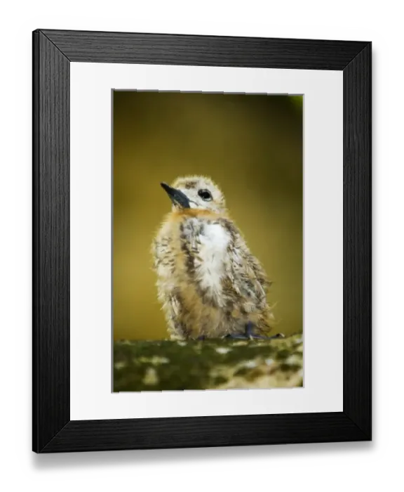 Framed Print : Africa, Seychelles Framed Print : Africa, Seychelles