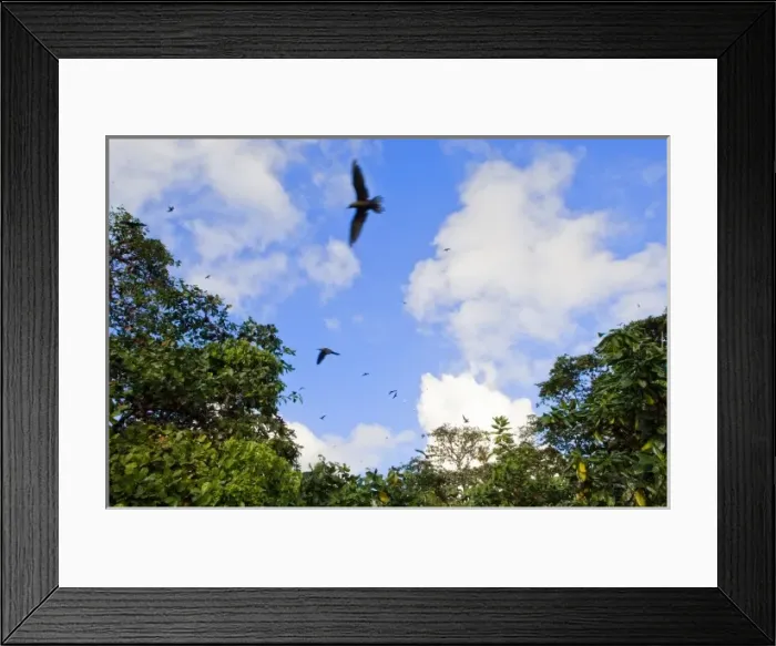 Framed Print : Birds on Fregate Island Framed Print : Birds on Fregate Island