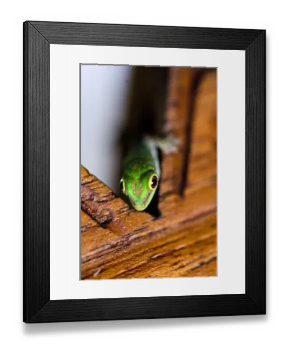 Framed Print : Gecko at Fregate Island Resort Framed Print : Gecko at Fregate Island Resort