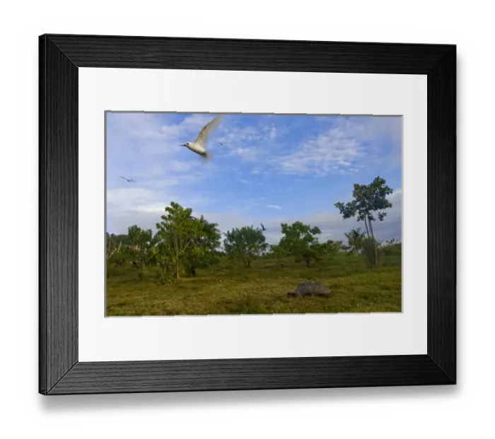 Framed Print : Giant Tortoise