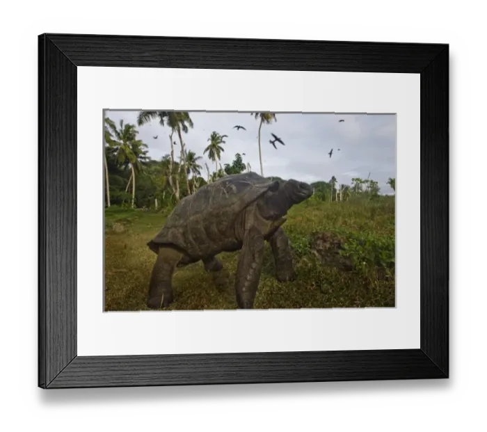 Framed Print : Giant Tortoise on Fregate Island Framed Print : Giant Tortoise on Fregate Island