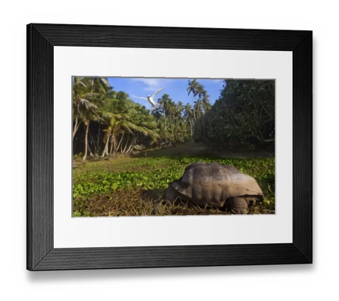 Framed Print : Africa, Seychelles