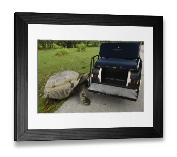 Framed Print : Giant Tortoise on Fregate Island Framed Print : Giant Tortoise on Fregate Island