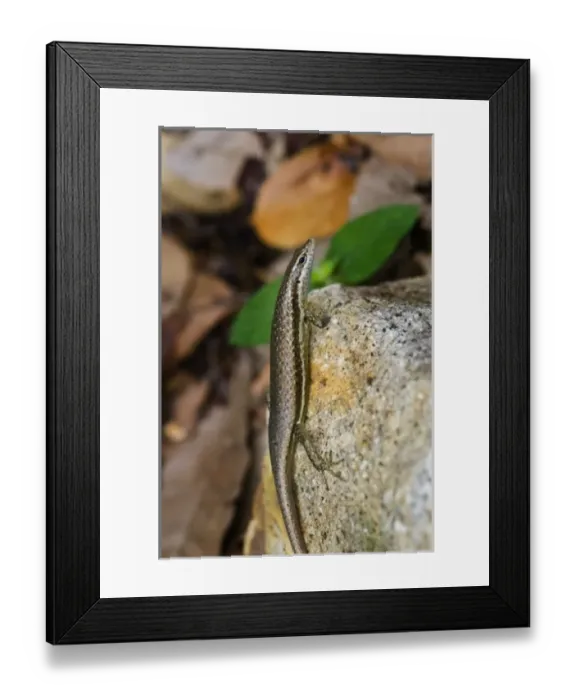 Framed Print : Africa, Seychelles Framed Print : Africa, Seychelles