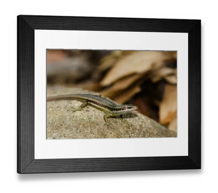 Framed Print : Africa, Seychelles Framed Print : Africa, Seychelles