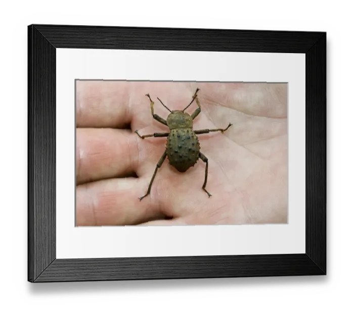 Framed Print : Africa, Seychelles