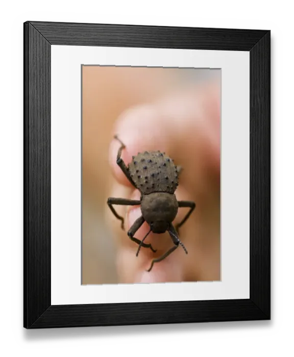 Framed Print : Africa, Seychelles Framed Print : Africa, Seychelles