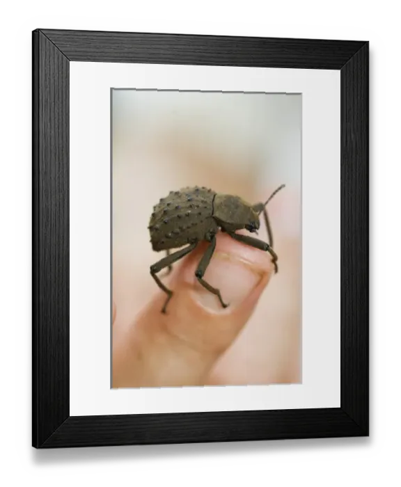 Framed Print : Africa, Seychelles Framed Print : Africa, Seychelles