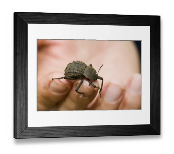 Framed Print : Fregate Island Beetle - Indemic to island Framed Print : Fregate Island Beetle - Indemic to island
