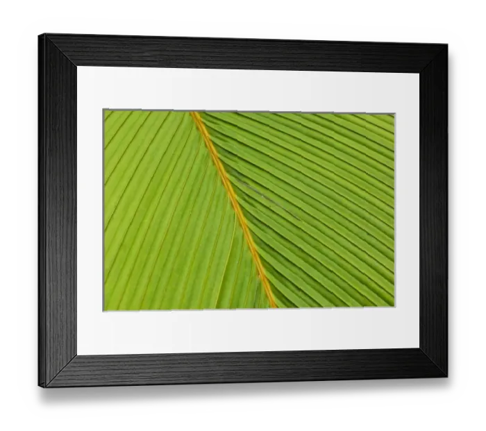 Framed Print : Palm leaves on Fregate Island Framed Print : Palm leaves on Fregate Island