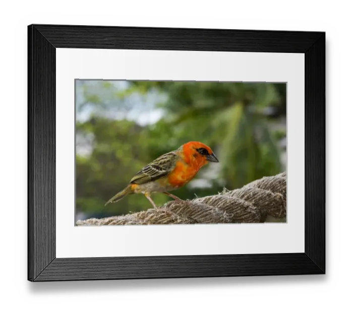 Framed Print : Africa, Seychelles