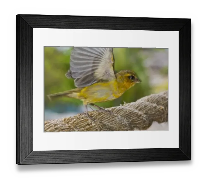 Framed Print : Africa, Seychelles Framed Print : Africa, Seychelles