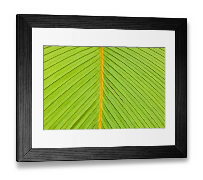 Framed Print : Palm leaves