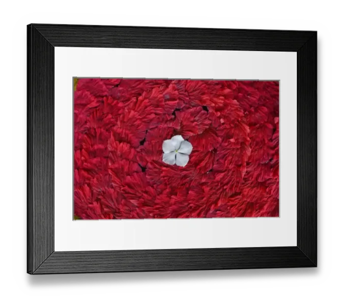 Framed Print : Flower arrangments at spa, Fregate Resort Framed Print : Flower arrangments at spa, Fregate Resort
