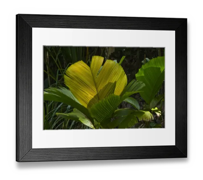 Framed Print : Africa, Seychelles Framed Print : Africa, Seychelles