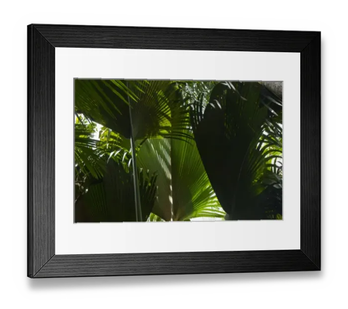 Framed Print : Palm fronds in Vallee de Mai forest