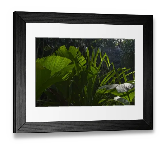 Framed Print : Palm fronds in Vallee de Mai forest Framed Print : Palm fronds in Vallee de Mai forest