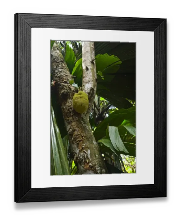 Framed Print : Palm fronds in Vallee de Mai forest Framed Print : Palm fronds in Vallee de Mai forest