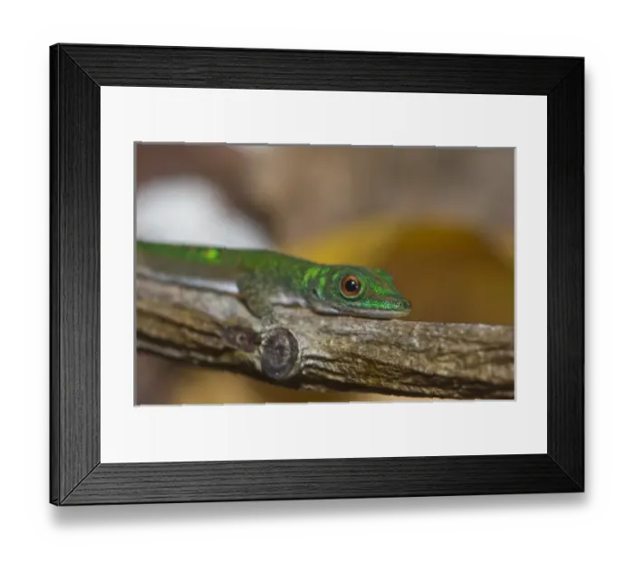 Framed Print : Gecko at the La Digue Island Framed Print : Gecko at the La Digue Island