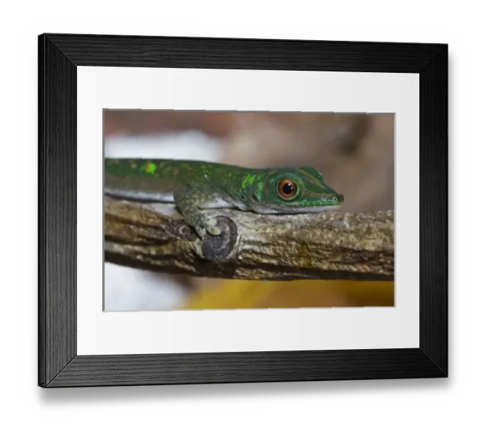 Framed Print : Gecko on La Digue Island Framed Print : Gecko on La Digue Island