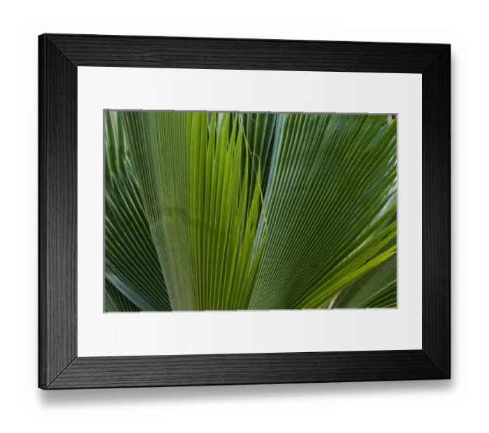 Framed Print : Palm frond on La Digue Island Framed Print : Palm frond on La Digue Island