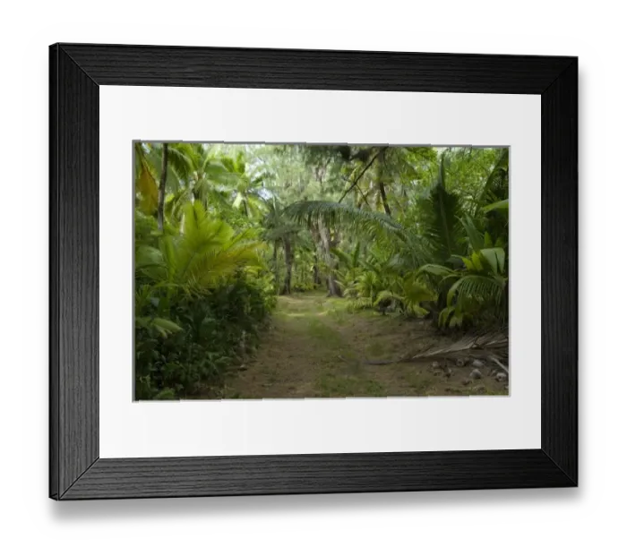 Framed Print : Coconut grove on Desroches Island