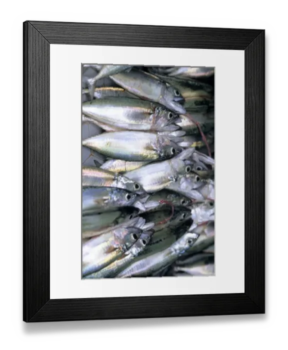 Framed Print : Fish for sale at Mahe in the Seychelle Islands of Africa Framed Print : Fish for sale at Mahe in the Seychelle Islands of Africa
