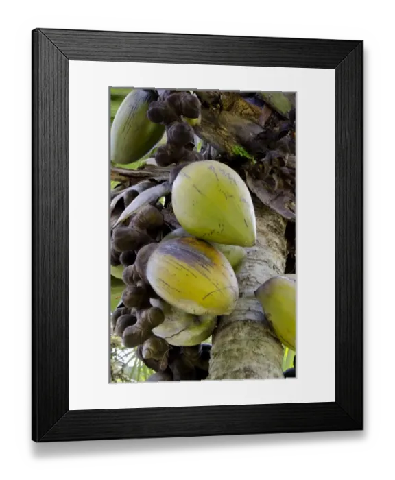 Framed Print : Africa, Seychelles Framed Print : Africa, Seychelles