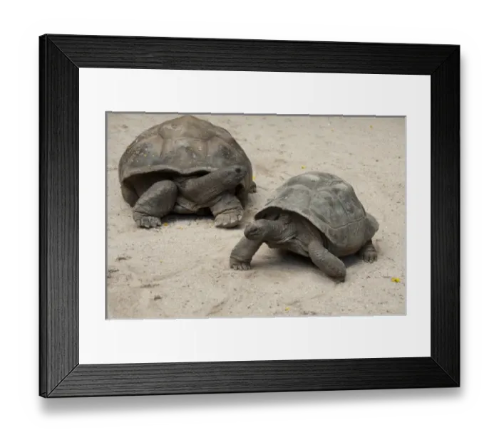Framed Print : Africa, Seychelles Framed Print : Africa, Seychelles