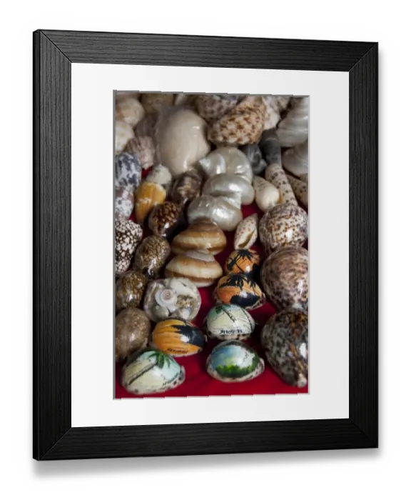 Framed Print : Seychelles, Island of Mahe. Capital city of Victoria. Souvenir seashells from the Seychelles Framed Print : Seychelles, Island of Mahe. Capital city of Victoria. Souvenir seashells from the Seychelles
