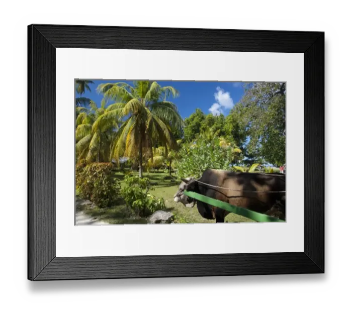Framed Print : Seychelles, Island of La Digue. La Digue ox-cart, mode of transportation around the island Framed Print : Seychelles, Island of La Digue. La Digue ox-cart, mode of transportation around the island