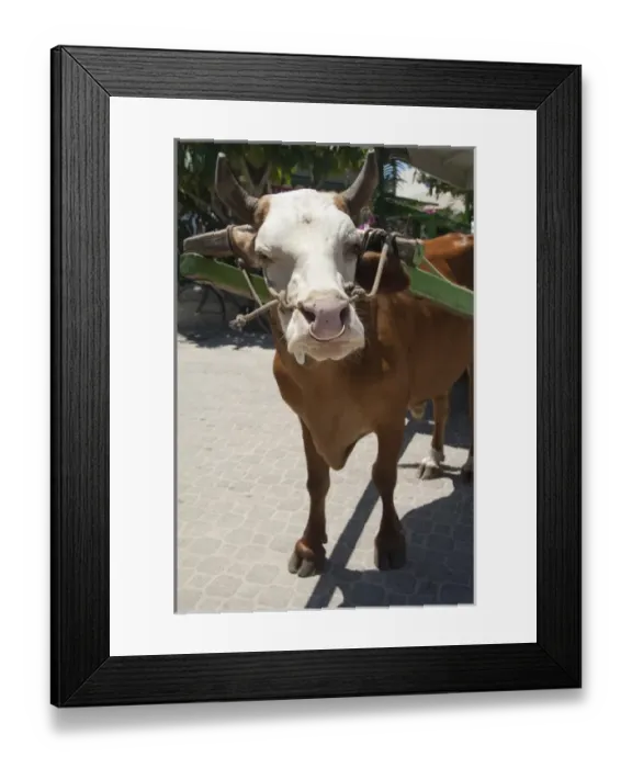 Framed Print : Seychelles, Island of La Digue. Town of La Passe Harbor. La Digue ox-cart, mode of Framed Print : Seychelles, Island of La Digue. Town of La Passe Harbor. La Digue ox-cart, mode of