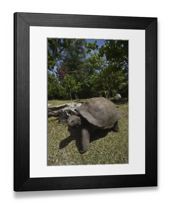 Framed Print : Africa, Seychelles Framed Print : Africa, Seychelles