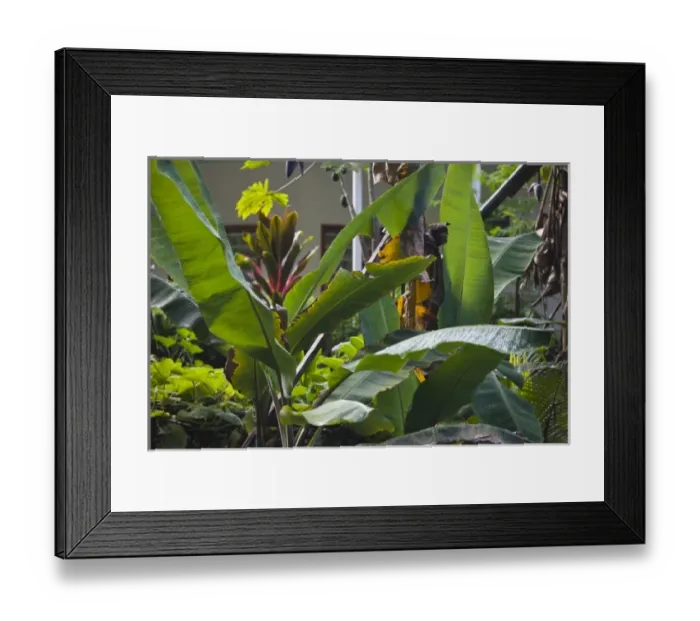 Framed Print : Seychelles, La Digue Island, La Passe, tropical garden Framed Print : Seychelles, La Digue Island, La Passe, tropical garden
