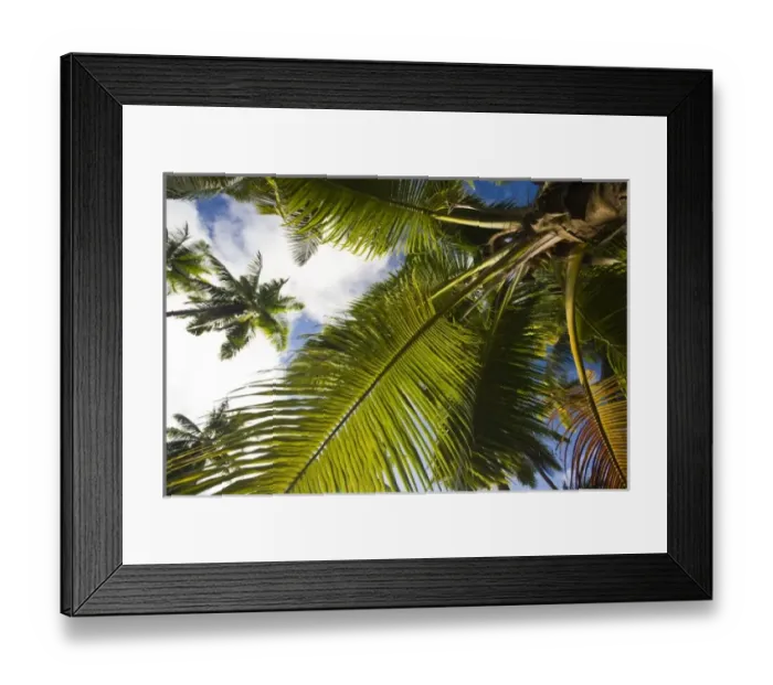 Framed Print : Seychelles, La Digue Island, La Passe, palm detail Framed Print : Seychelles, La Digue Island, La Passe, palm detail
