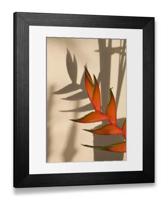 Framed Print : Seychelles, Mahe Island, Anse Royale, Heliconia Flowers, heliconia bihai Framed Print : Seychelles, Mahe Island, Anse Royale, Heliconia Flowers, heliconia bihai