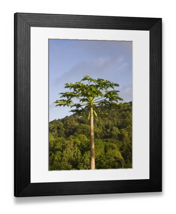 Framed Print : Africa, Seychelles Framed Print : Africa, Seychelles