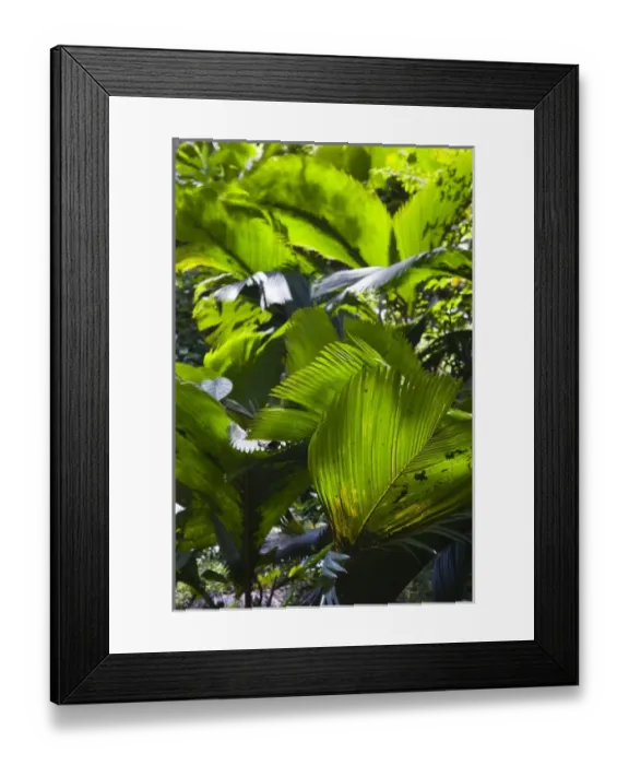 Framed Print : Seychelles, Mahe Island, Morne Seychellois National Park, palms Framed Print : Seychelles, Mahe Island, Morne Seychellois National Park, palms
