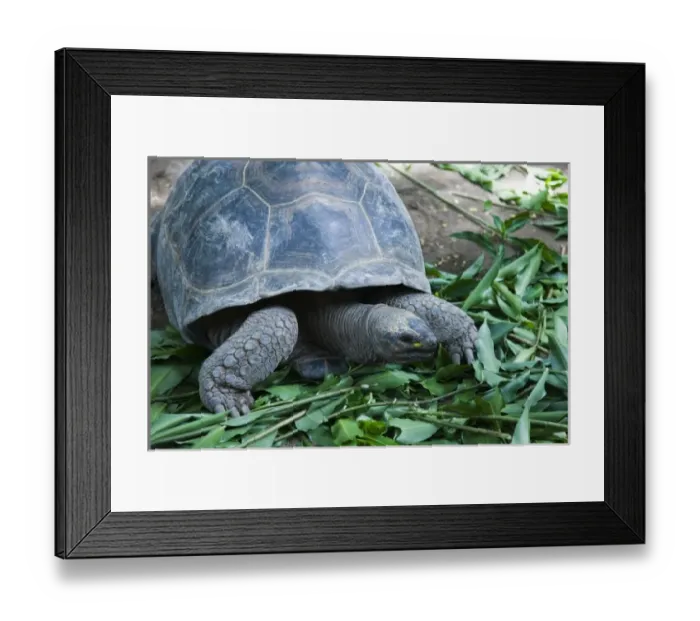 Framed Print : Seychelles, Mahe Island, Victoria, Botanical Gardens, Aldabra Giant Tortoise, aldabrachelys Framed Print : Seychelles, Mahe Island, Victoria, Botanical Gardens, Aldabra Giant Tortoise, aldabrachelys
