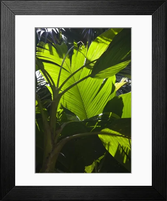 Framed Print : Seychelles, Mahe Island, Victoria, Botanical Gardens, banana palm leaf, musa sapientum Framed Print : Seychelles, Mahe Island, Victoria, Botanical Gardens, banana palm leaf, musa sapientum
