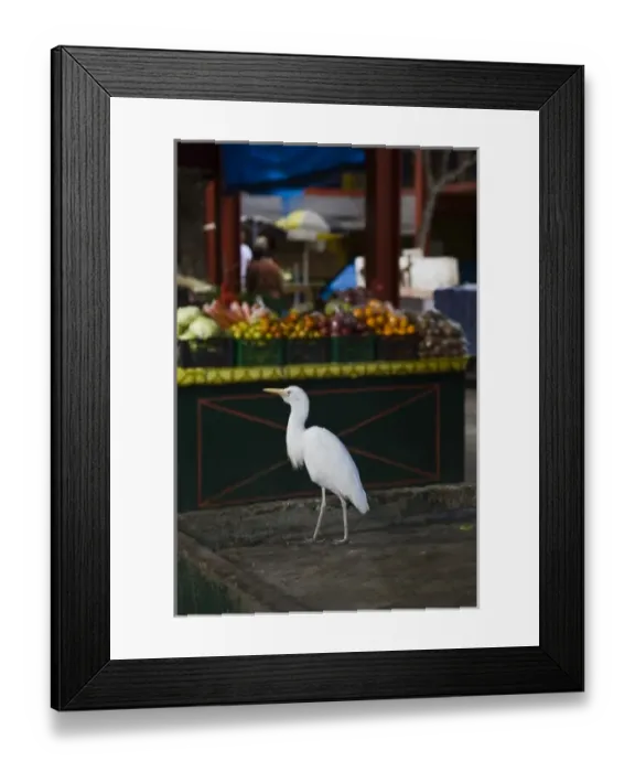Framed Print : Seychelles, Mahe Island, Victoria, town market, Cattle Egret, bubulcus ibis Framed Print : Seychelles, Mahe Island, Victoria, town market, Cattle Egret, bubulcus ibis
