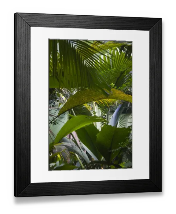 Framed Print : Seychelles, Praslin Island, Vallee de Mai National Park, Palm forest
