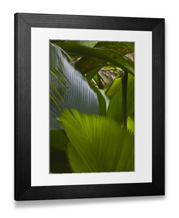 Framed Print : Seychelles, Praslin Island, Vallee de Mai National Park, Palm forest Framed Print : Seychelles, Praslin Island, Vallee de Mai National Park, Palm forest